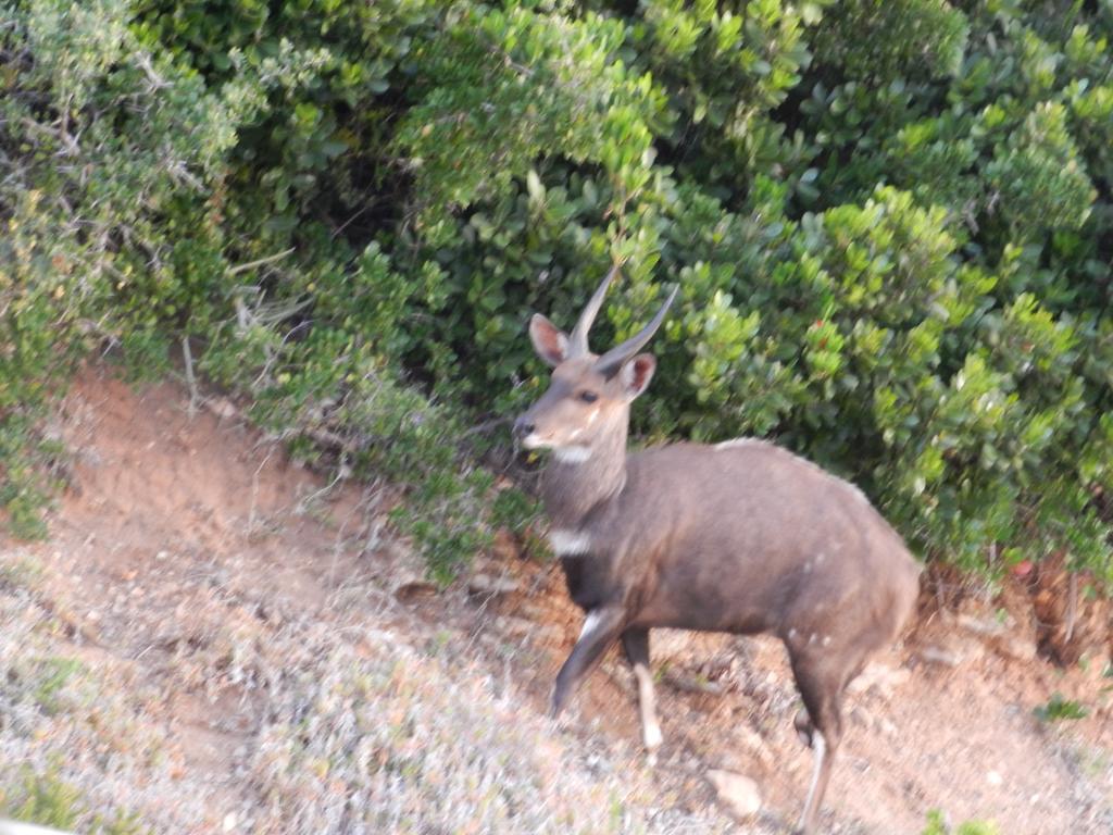 Lodge 93 - Pinnacle Point Estate Mossel Bay Zewnętrze zdjęcie